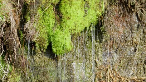 old victorian stone wall covered i moss and foliage, with ferns and grasses