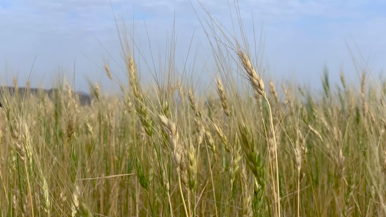 пшеничные растения движутся на ветру 4k 60fps йемен