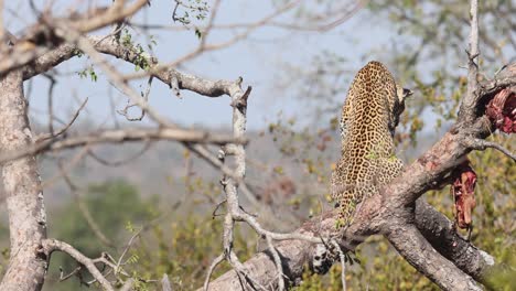 african leopard sits in tree after eating with antelope carcass nearby