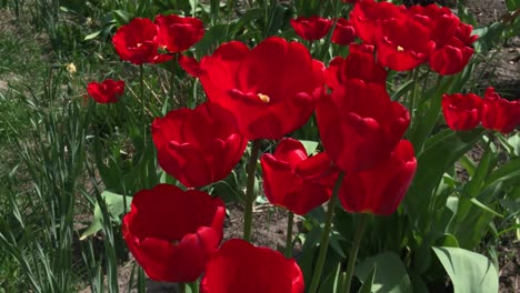 red tulips flowers blooming in a garden. Red tulips planted in garden. Springtime garden. Colorful tulips in flower bed. Beautiful spring flower tulips in garden