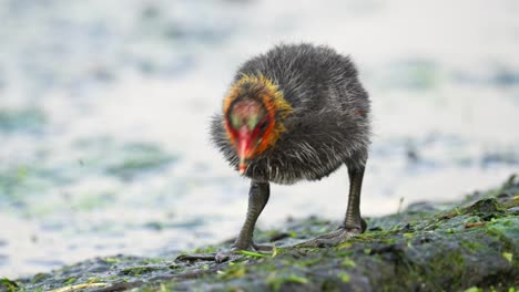 Süßes,-Lustiges-Blässhuhn-Vogelbaby-Mit-Sehr-Großen-Füßen-Geht-Neben-Der-Wasserfütterung-Spazieren