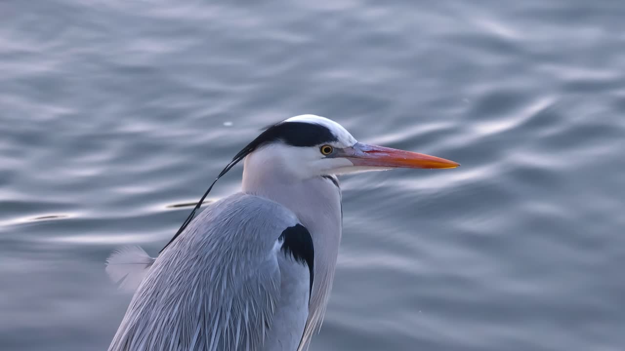 A grey heron stands near water, showcasing its striking plumage and beak against a backdrop of gentle ripples.