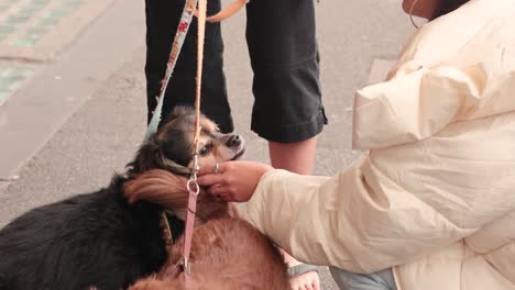 people petting dogs on a city street