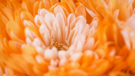 close-up of an orange and white chrysanthemum