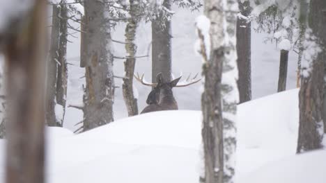 Großer-Elch-Flieht-Schnell-Durch-Schneebedeckten-Kalten-Wald---Weite-Zeitlupenfahrt