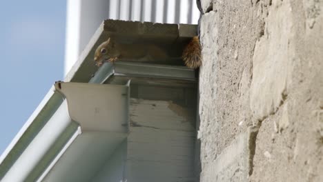 red squirrel nesting in the roof of a home