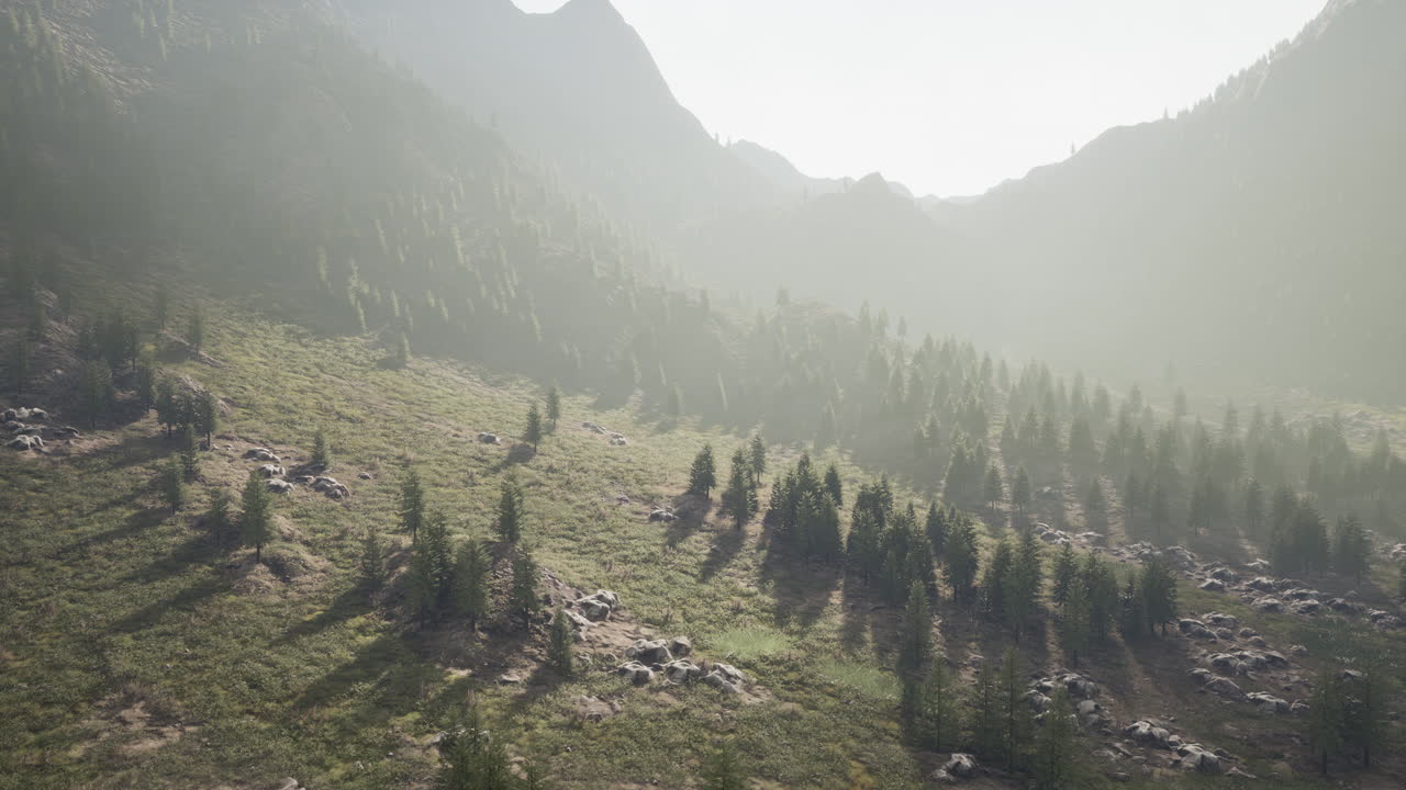 bosque de pinos que crecen en las montañas