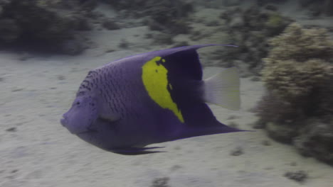 pez ángulo árabe en el arrecife de coral del mar rojo de egipto