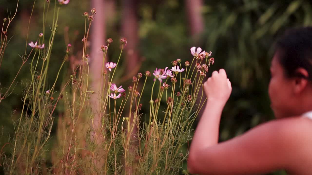 Woman closely examines pink cosmos flowers in soft sunset light, shallow depth of field, outdoors