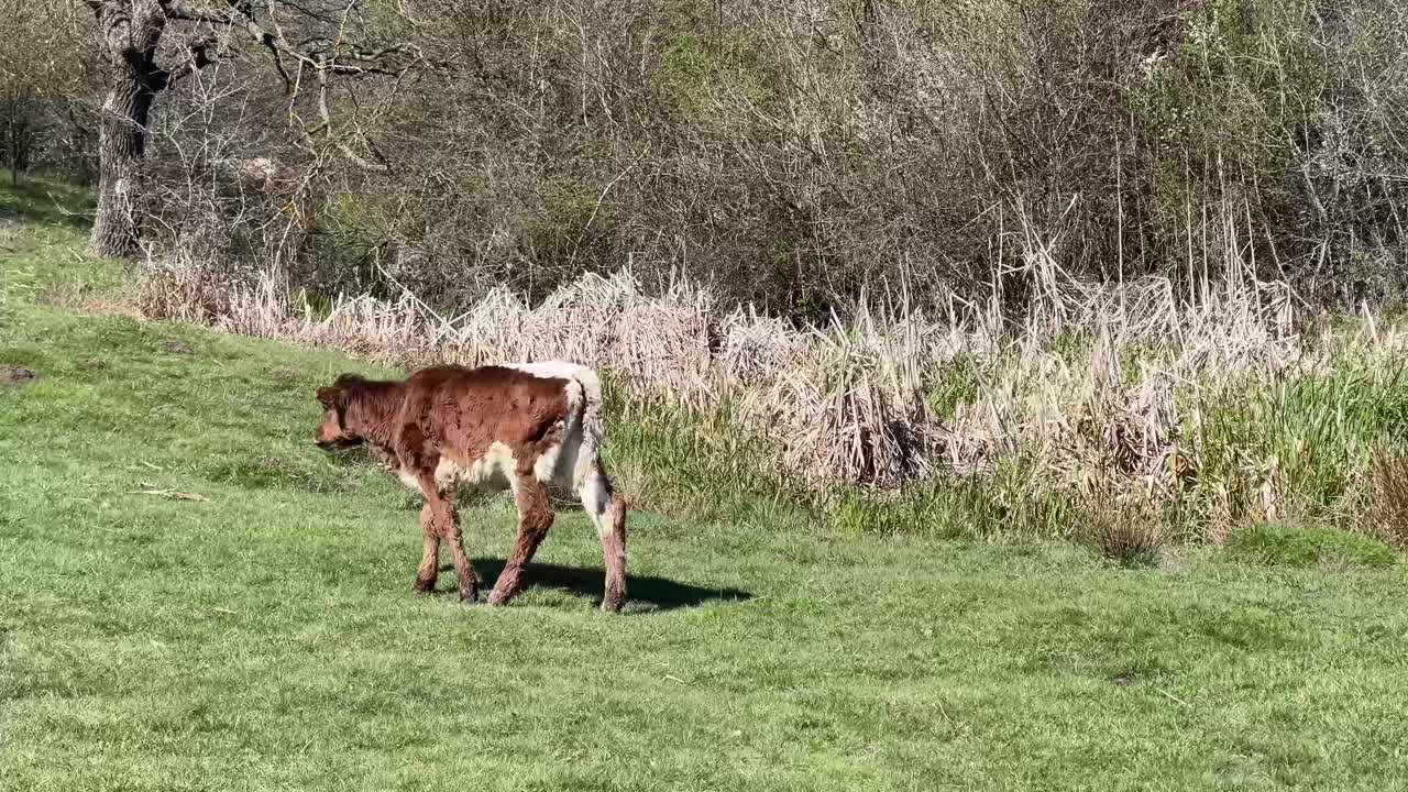 A young brown calf eating grass alone on a field on a sunny day in spring.