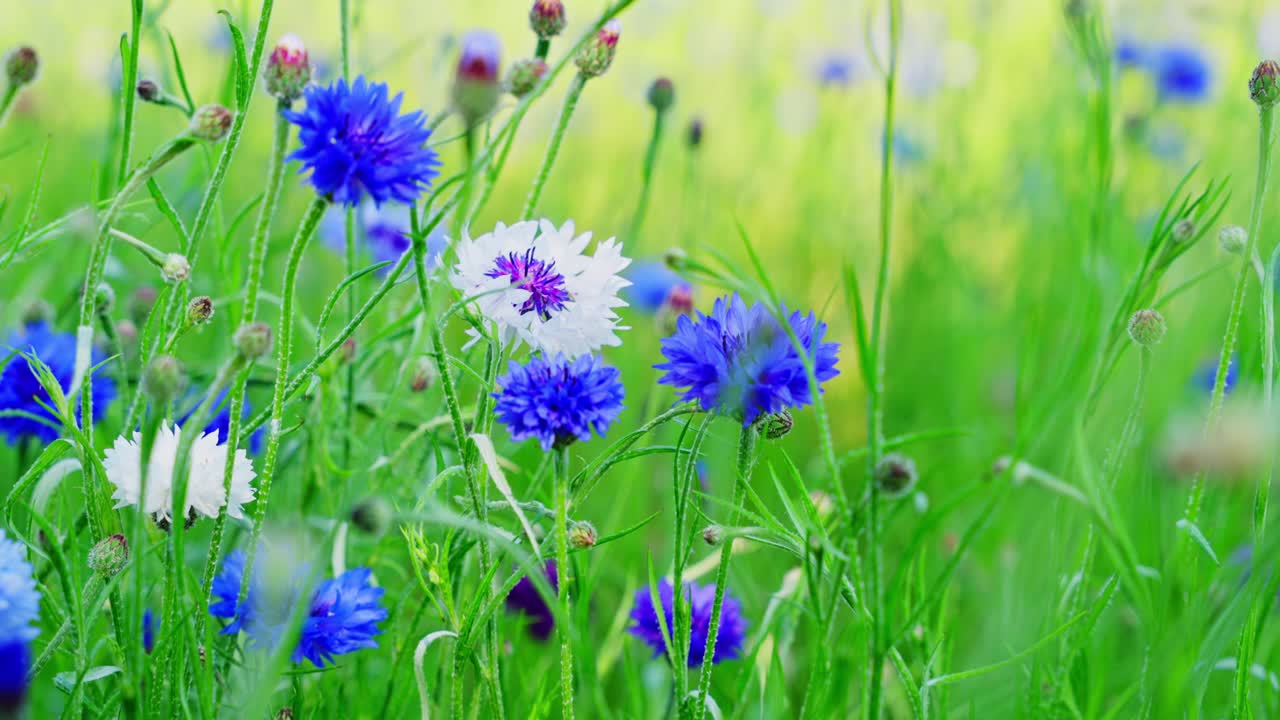 Beautiful cornflowers blooming in a wild green meadow on a bright sunny day, close-up establishing