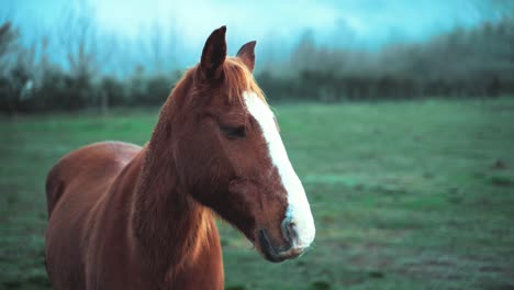 Filmación-Cinematográfica-De-Un-Caballo,-Parado-Solo-Afuera-En-Un-Campo-Abierto,-área-De-Observación