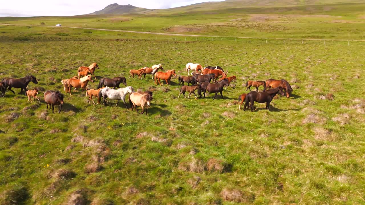 Drone captures the raw power and grace of wild Icelandic horses running freely in the untouched wilderness.