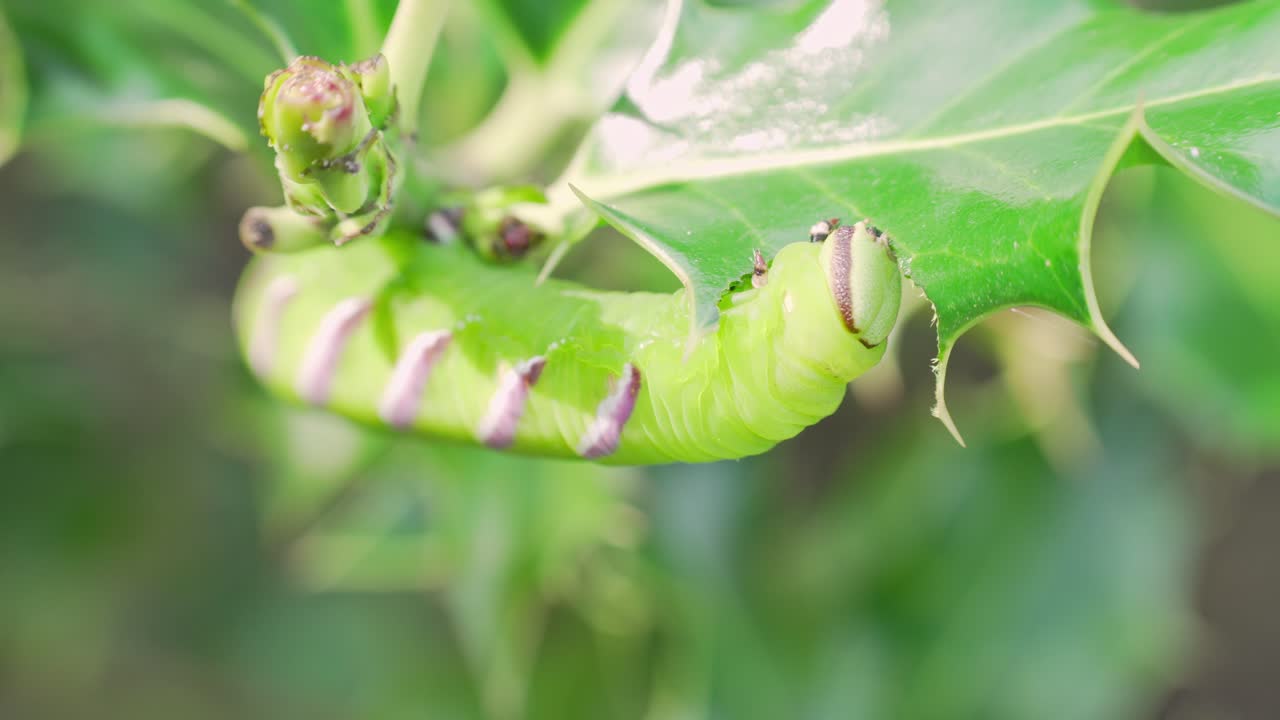 The Sphinx ligustri Caterpillar eating a leave in slowmotion