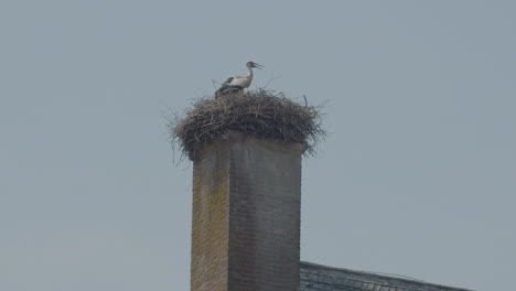 Weißstorch-Sitzt-Auf-Einem-Auf-Einem-Schornstein-Errichteten-Nest---Nah