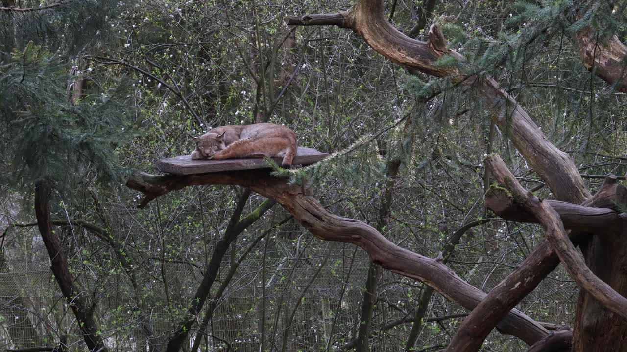 Lynx sleeping in a tree, wild animal portrait establisher