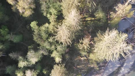 Von-Oben-Nach-Unten-Geschossene-Ariel-Drohnenaufnahme-Des-Washington-National-Rainforest-Park