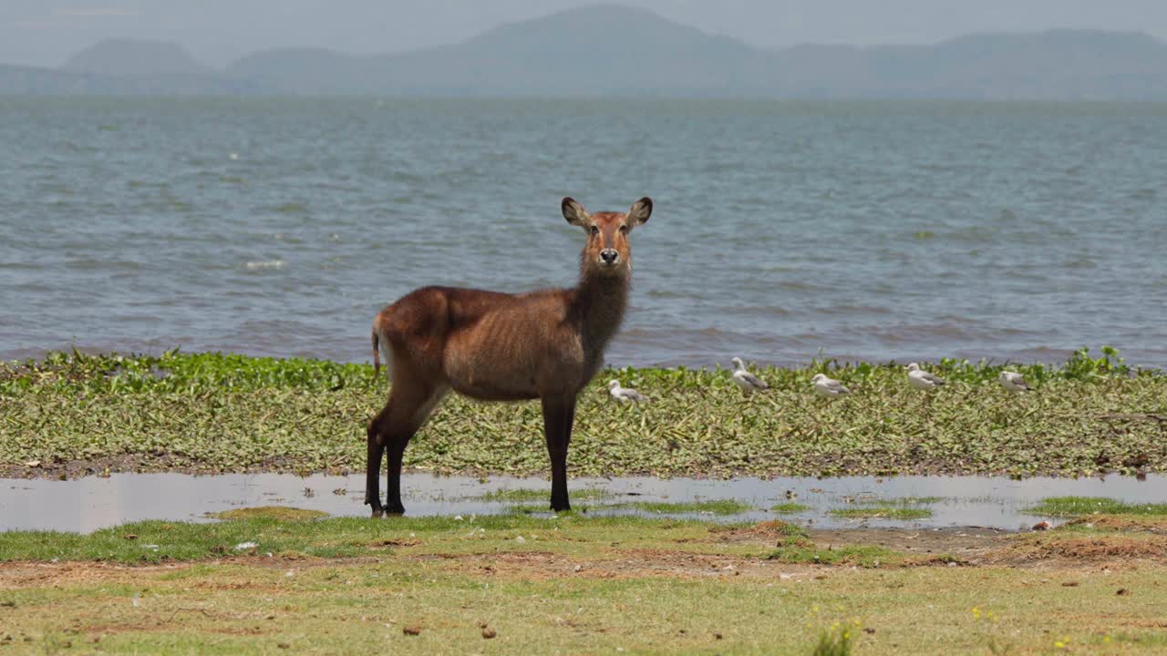 Vesibokki seisoo ruohoisella järvenrannalla, jossa on kosteikkojen kasvillisuutta Crescent Island -saarella, Naivasha-järvi, Kenia