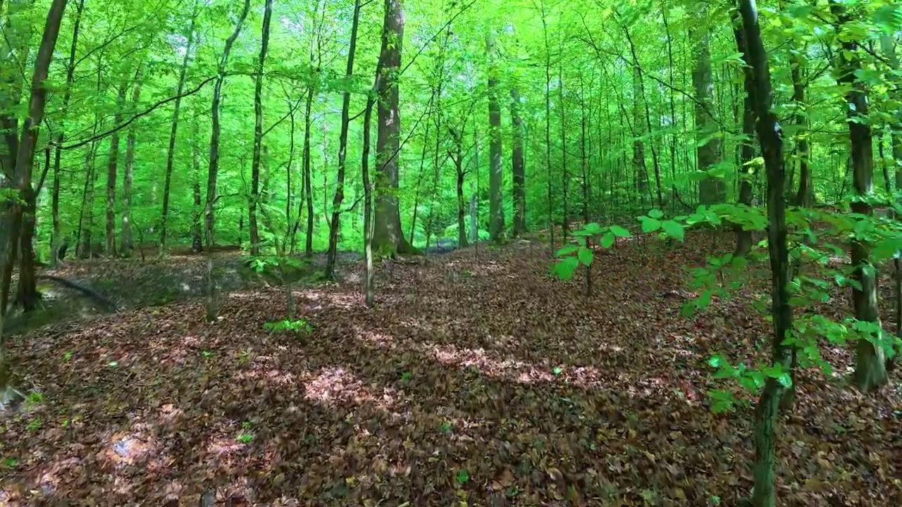 La telecamera si muove lentamente in panoramica attraverso una vibrante foresta primaverile verde con un sentiero coperto di foglie.