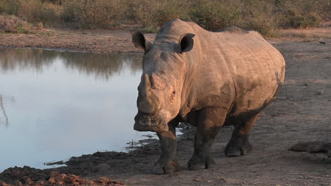 white rhino approaching watering hole in african safari park