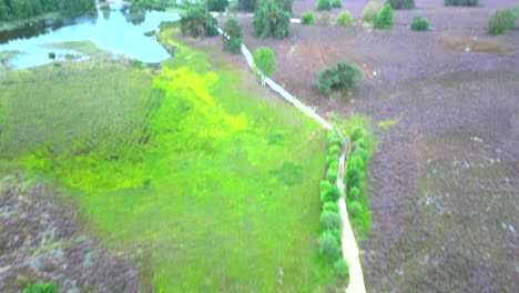 Imágenes-Aéreas-De-Un-Paisaje-De-Brezos,-Cámara-Inclinada-Hacia-Arriba