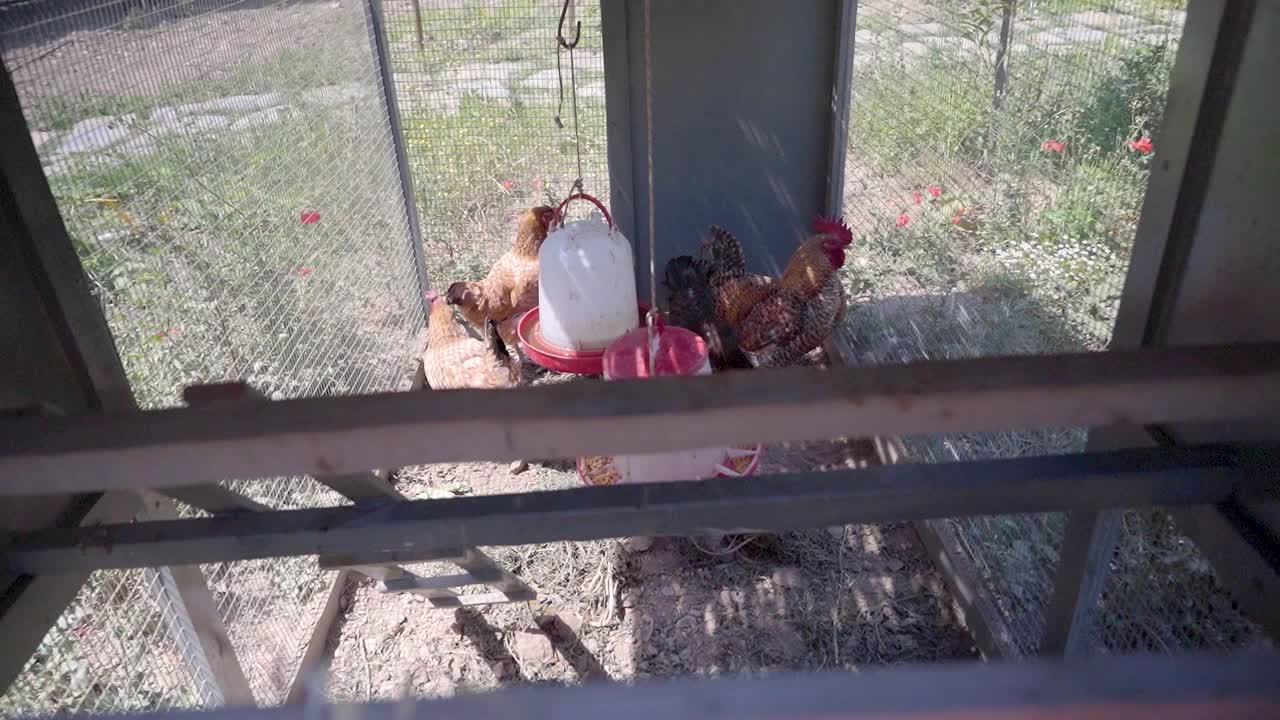 Small Outdoor Chicken Coop Interior Dolly Shot, Daylight