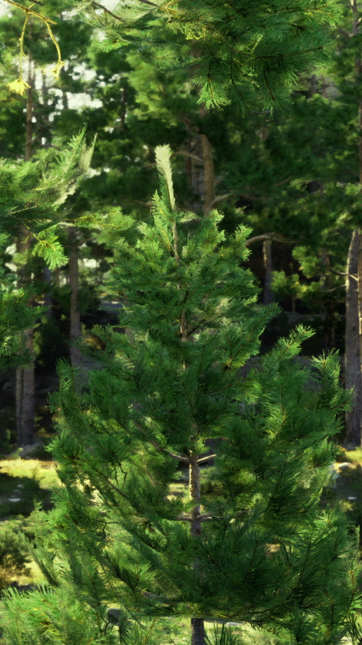 Green tree standing tall among others in a forest area during daytime