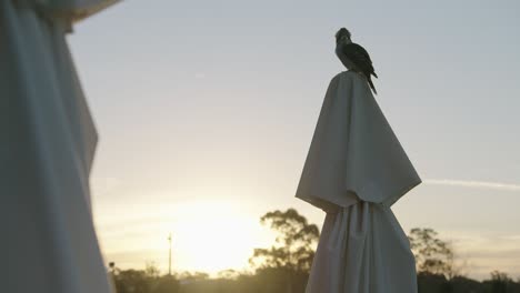 kookaburra sits on an umbrella with a beautiful sunset behind