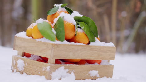 winter oranges in a snow-covered crate