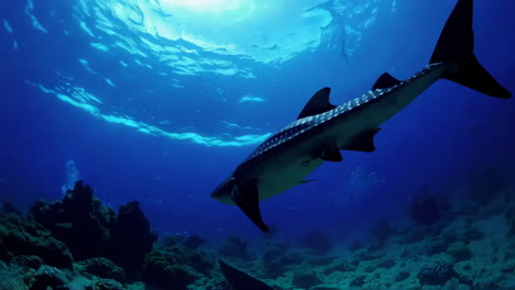 majestic whale shark swimming in blue ocean waters