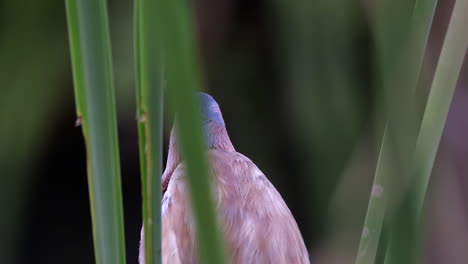 Rückansicht-Eines-Gelben-Rohrdommelvogels,-Der-Sich-Zwischen-Süßwasserpflanzen-Versteckt-Und-Seine-Umgebung-Betrachtet---Nahaufnahme