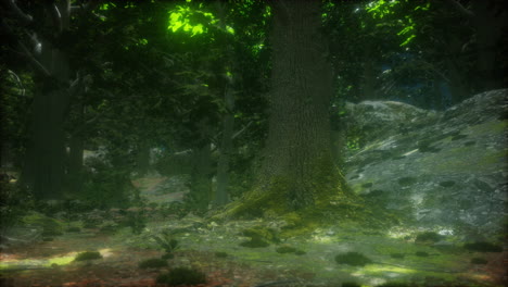 camino misterioso del bosque