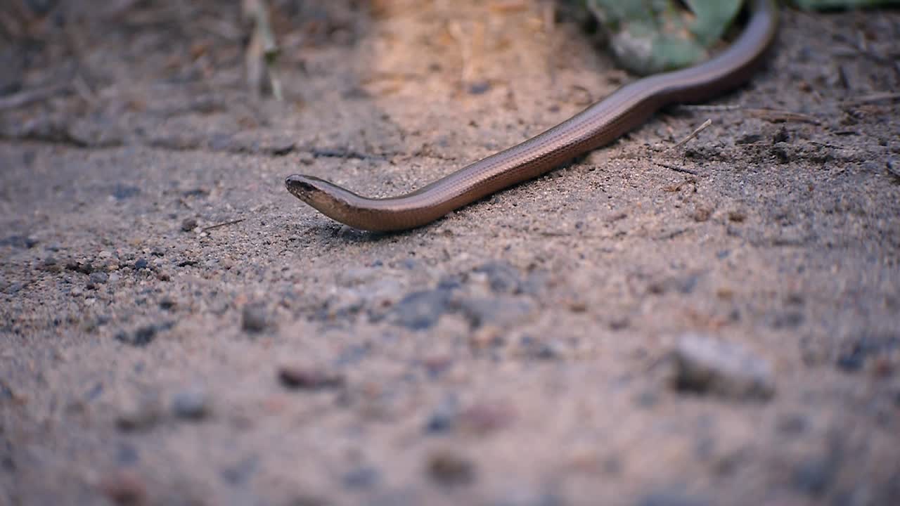 lagarto de cobre que se queda quieto y observa cada movimiento cuidadosamente en un camino rural en suecia