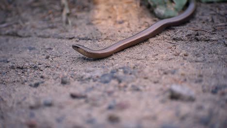 Copper-lizard-laying-still-and-watching-every-move-carefully-on-a-country-road-in-Sweden