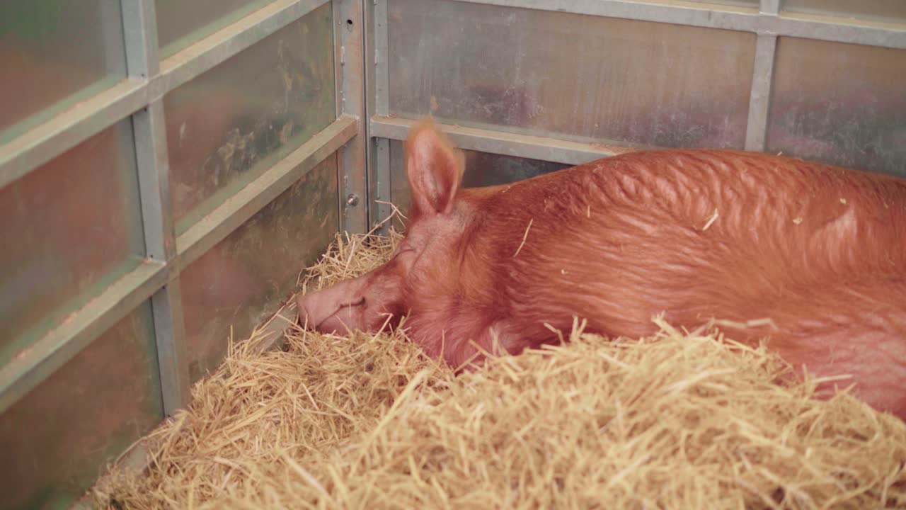 Duroc Pig Sleeping On The Hays Inside The Pigsty During An Agricultural Show In Cornwall, England, United Kingdom