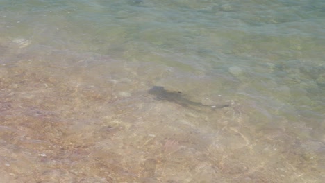 baby blacktip reef shark pup swimming in shallow waters