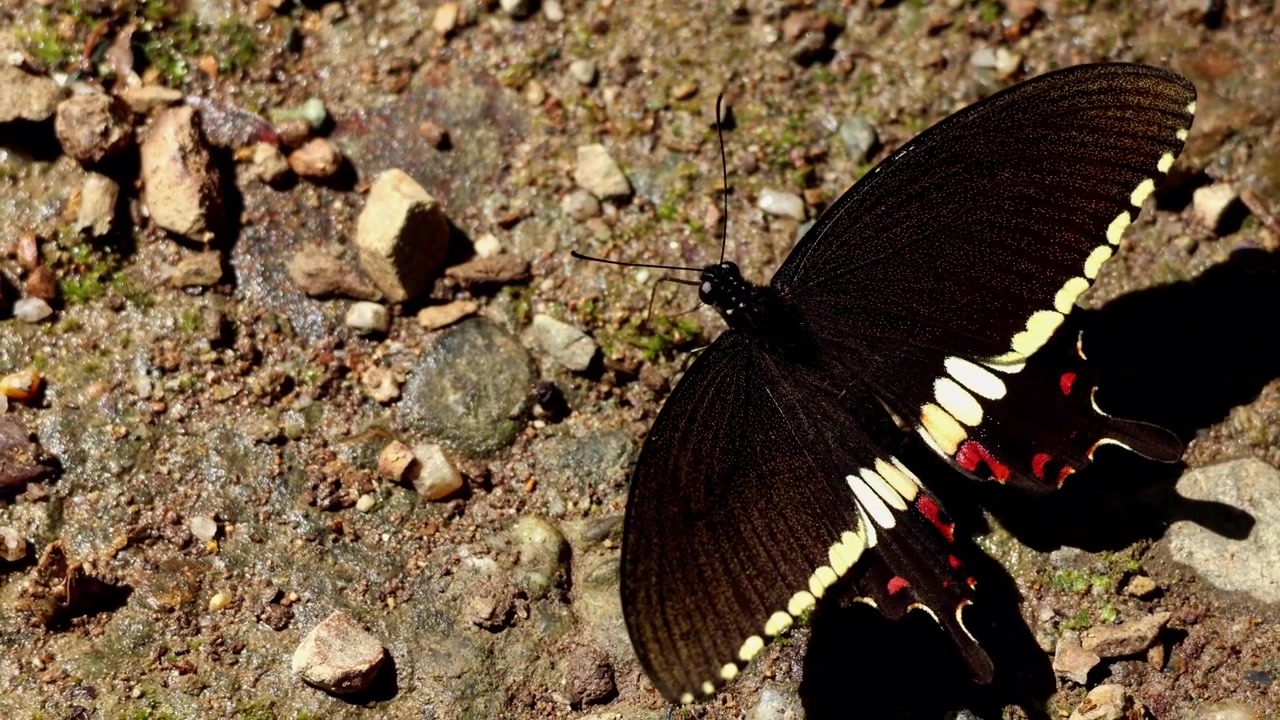 Video in tempo reale ripreso dall'alto di una farfalla maschio Papilio polytes (Common Mormon) che si abbevera sul terreno umido della foresta durante la primavera in Himachal Pradesh, India.