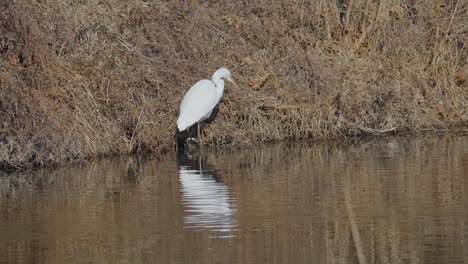 great egret in natural pond seoul, south korea