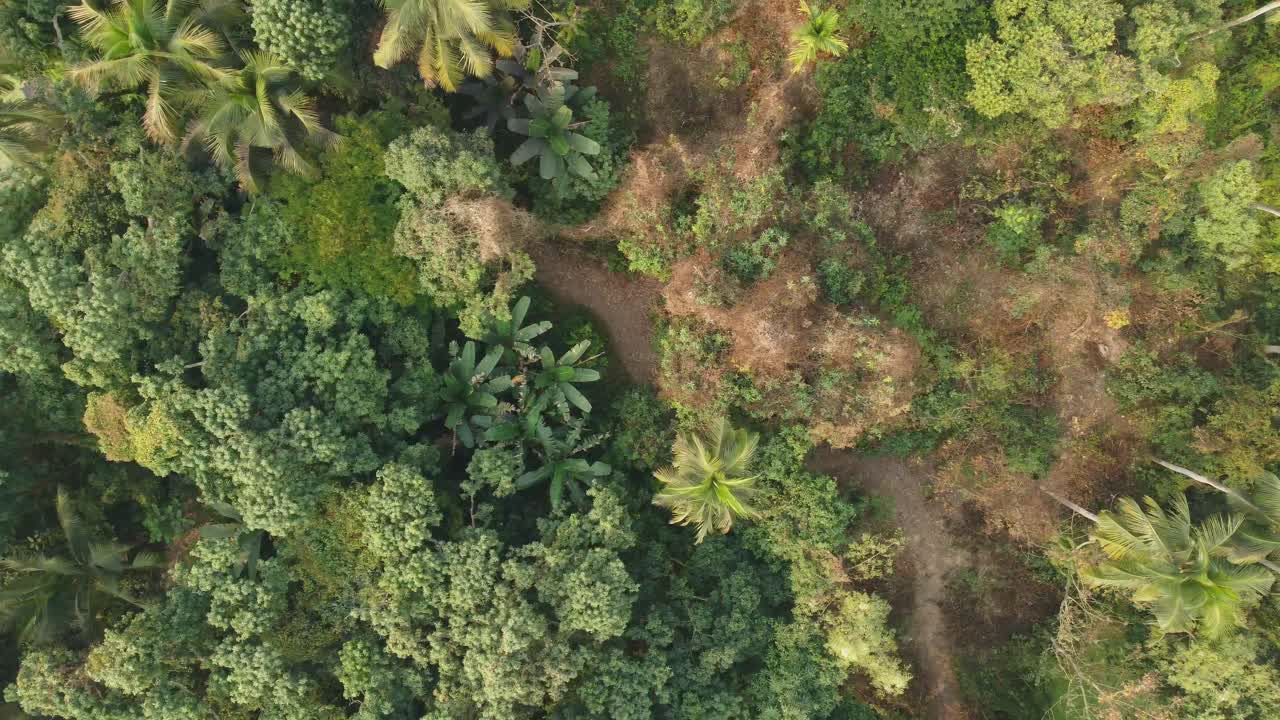 toma de vista de área de selva o bosque