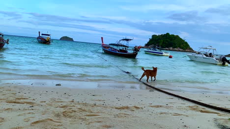 A-shot-of-a-dog-playing-by-the-beach-with-rope,-Thai-boat-and-ocean-in-the-background
