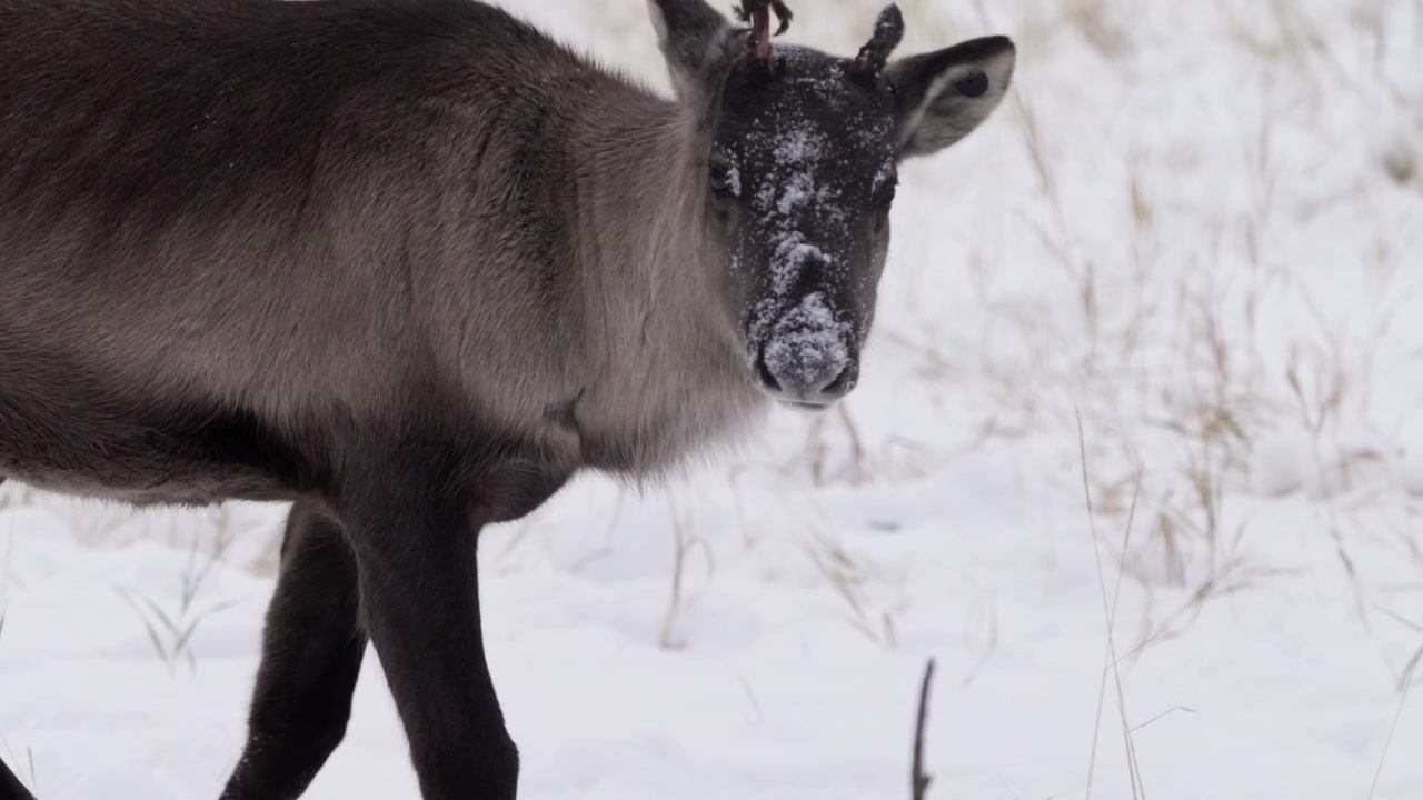 Rensdyrkalv på dybe snelandskaber i Yukon, Canada. Slowmotion-optagelse