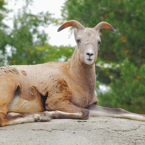 a goat with large horns rests on a large stone