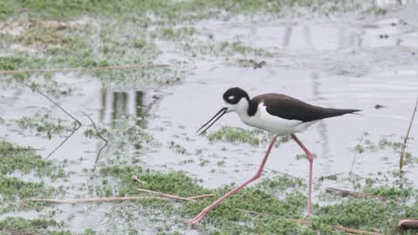 black necked stilt bird walking across mossy marsh water in slow motion