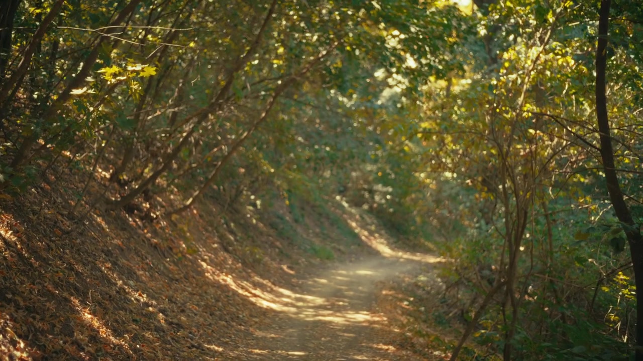 Una ripresa video orizzontale nostalgica, che si muove dolcemente lungo un sereno sentiero sterrato circondato da alberi alti in una soleggiata foresta autunnale, catturata con un obiettivo a focale fissa vintage nella calda luce dorata del sole.