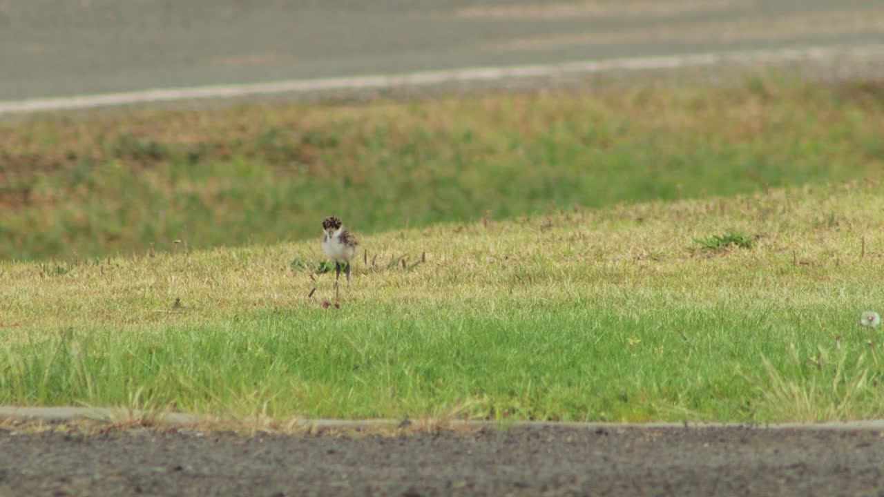 아기  ⁇  가면 lapwing plover 새 잔디 앞 마당에서  ⁇ 고