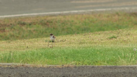 Küken-Maskierter-Kiebitz-Regenpfeifervogel,-Der-Auf-Gras-Im-Vorgarten-Läuft