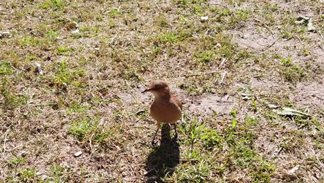 little shiny bird jumping in slow motion body above grass sun kissed animal fly close up view