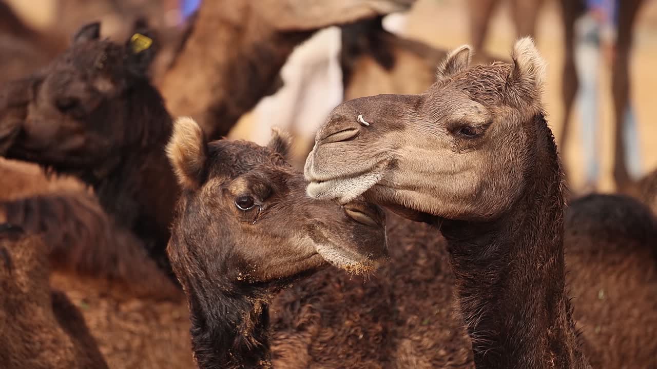 camellos en cámara lenta en la feria de pushkar, también llamada feria de camellos de pushkar o localmente como kartik mela es una feria anual de varios días de ganado y cultural que se celebra en la ciudad de pushkar rajasthan, india.