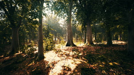 Temprano-En-La-Mañana-Con-Amanecer-En-El-Bosque