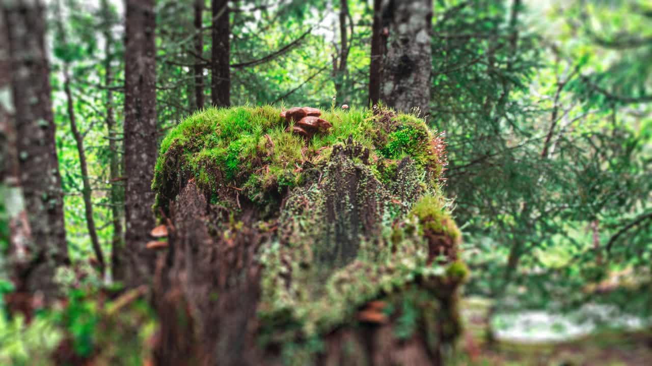 un tronco de árbol cubierto de musgo en el bosque de pinos
